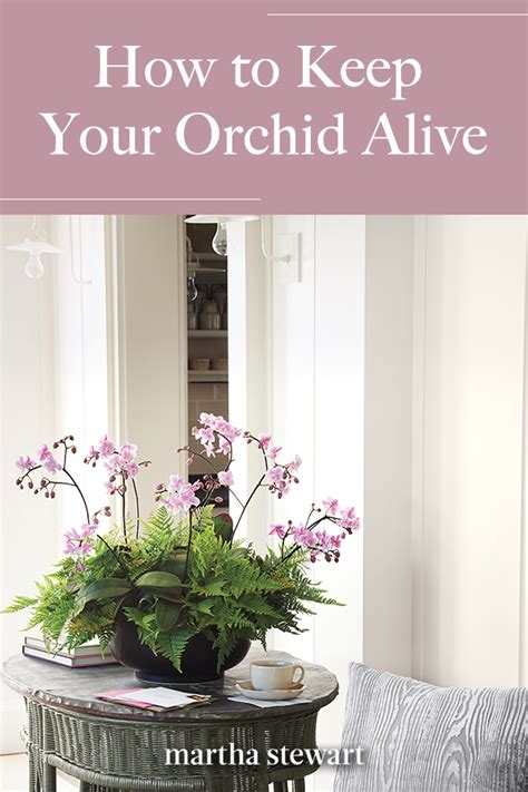 Making your orchids bloom for longer. How to Keep Your Orchid Alive | Orchids, Houseplants ...