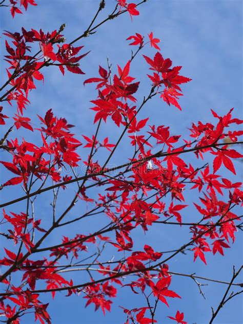 The Red Leaves Of A Japanese Maple Tree Botanical Name Acer Palmatum