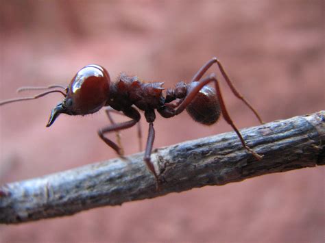 Miraildes maciel mota (born 3 march 1978), commonly known as formiga (portuguese: Formiga gigante | Esta é uma formiga muito grande, somente ...