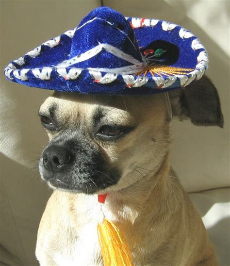 Funny Dogs In Hats Photos Boomsbeat