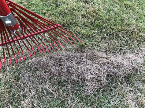 Using the same motion you would to rake leaves, the short tines and curved blades of a dethatching rake (such as this ames model, available on amazon) can. How and When to Dethatch a Lawn
