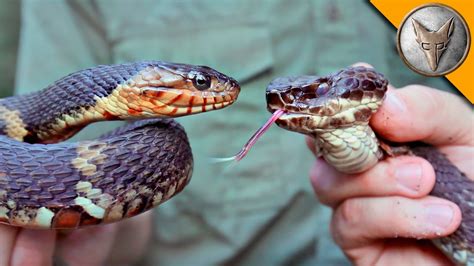 Cottonmouth Vs Water Snake Youtube