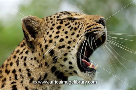 Photos And Pictures Of Leopard Yawning Panthera Pardus Sabi Sands Greater Kruger National