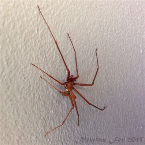 Time de futebol amador, estabelecido em hey jogador, quer uma camiseta do aranha marrom? Insetologia - Identificação de insetos: Aranha Marrom no ...