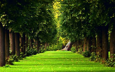 Download Beautiful Green Path In The Forest Hd Nature Wallpaper