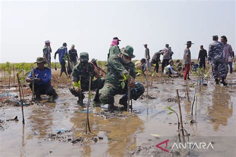 Peringatan Hari Mangrove Internasional ANTARA News Jawa Barat