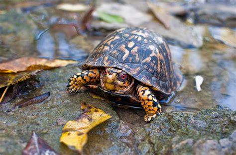 | adopt a breed that can adapt well to your space and lifestyle. Eastern Box Turtle