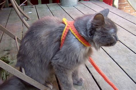 Crochet A Cat Harness Leash —