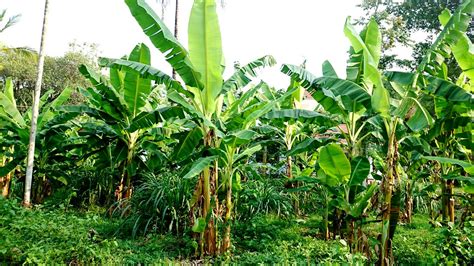 Banana Plants Ramesh Ng Flickr