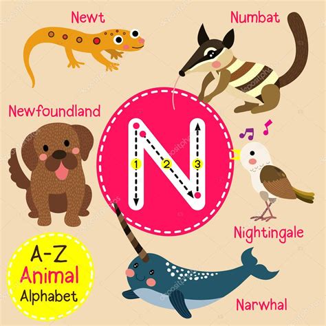 Lindos Niños Zoológico Alfabeto N Letra Trazado De Dibujos Animados De