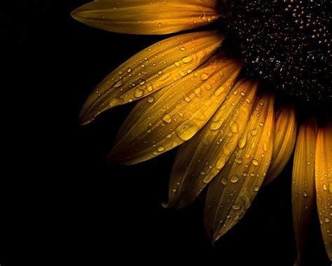 A Collection Of Spring Flower Photos To Brighten Your Weekend Sunflower