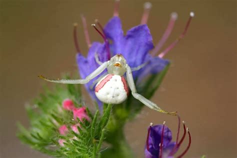 Spiders In Kentucky 7 Amazing Ones To Know