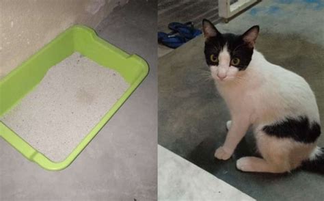 Korang mesti nak tau kan apa. Lawak! Air Tak Ada Sampai Nak 'Membuang' Dalam Pasir ...
