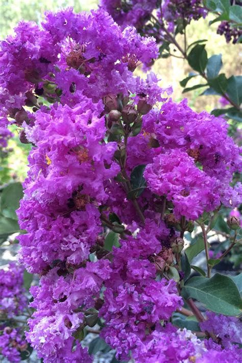 Buy Twilight Purple Crape Myrtle Free Shipping 3 Gallon Size Trees