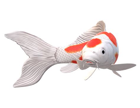 Koi Carp Fish Isolated On A Transparent Background 23839797 Png