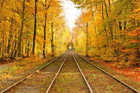 Autumn Forest Railroad Stock Image Image Of Nature 119803817