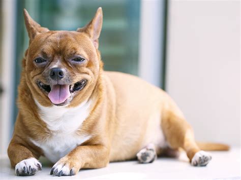 Fat dog mendoza is an. Helping overweight and obese cats and dogs - PetMeds® Pet ...
