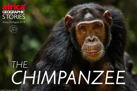 Chimpanzee Poaching