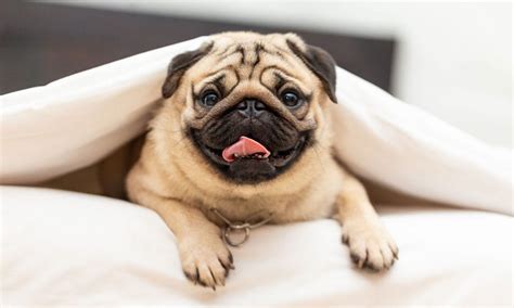Pug Dog Breed Characteristics Care And Photos Bechewy