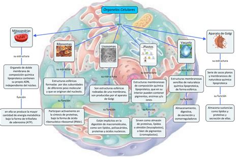Arriba 98 Imagen Postulados De La Teoria Celular Mapa Mental Abzlocal Mx