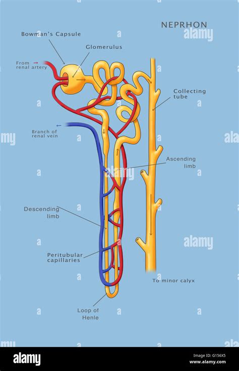 An Illustration Of The Nephron Of The Kidney Stock Photo Alamy