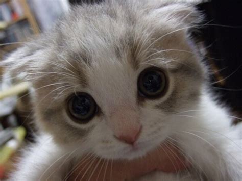 Cute Kitten With Big Eyes Daily Picks And Flicks