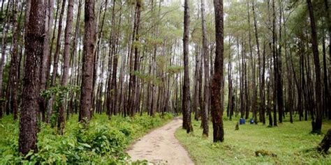 Hutan Pinus Juga Ada Di Baubau Sulawesi Tenggara