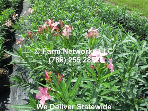 3 Gallon Pink Oleander Oleander Plant Nursery Jupiter Gallon Herbs