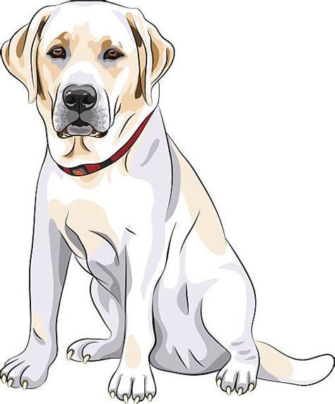 Golden Retriever Clipart Labrador 5 Dibujos De Perros Raza Labrador