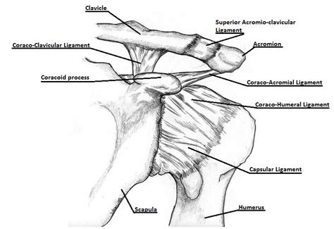 A diagram of an anatomic shoulder replacement—the plastic socket replaces the cup of the scapula (shoulder blade). Depiction of the ligaments of the shoulder joint complex | Download Scientific Diagram