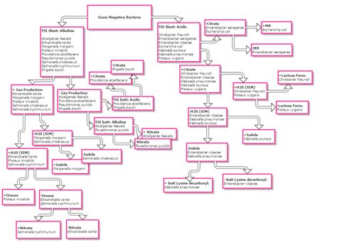 Microbiology Lab Flow Chart For Gram Staining And Cocci Species Artofit