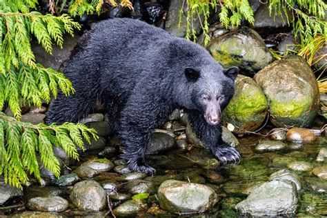 What Revelstoke Needs To Do To Become A Bear Smart Community