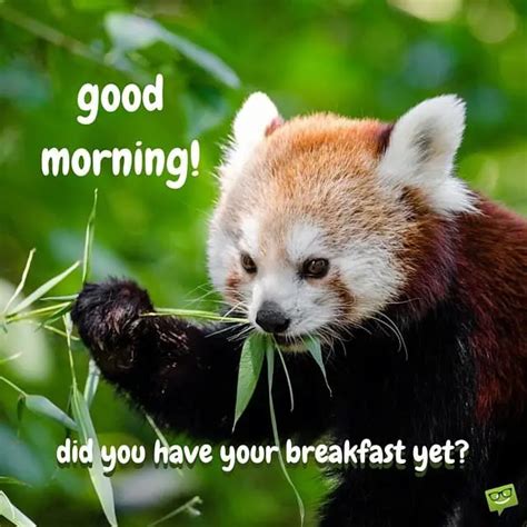 Cute Animal Good Morning Pictures