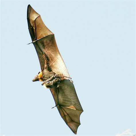 Spectacled Flying Fox Pteropus Conspicillatus Crocodiles Birds