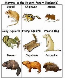 Rodent Chart Rare Animals Gray Squirrel Rodents