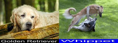 Breed Comparison Golden Retriever Versus Whippet Pupvs