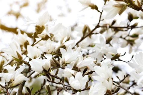Beautiful White Magnolia Flowers Blossom On Magnolia Tree In Garden