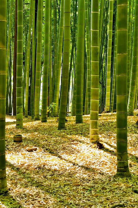 Hd Wallpaper Bamboo Trees Thickets Path Nature Forest Leaf Wood