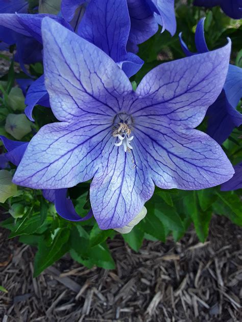 Free Stock Photo 17134 A Closeup Of A Purple Flower Freeimageslive