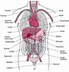 Free Diagrams Human Body | human body organ diagram appendix | Human ...