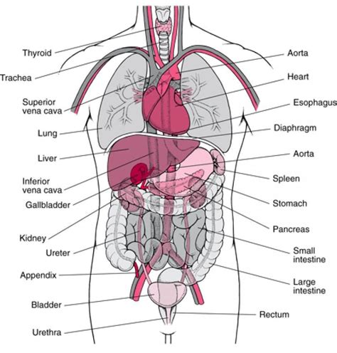 Free Diagrams Human Body Human Body Organ Diagram Appendix Human