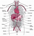 Human Body Parts Drawing at GetDrawings | Free download