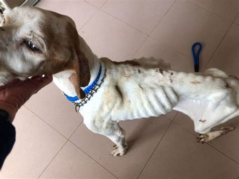 Two Starving Street Dogs Hours From Death Look Unrecognisable After