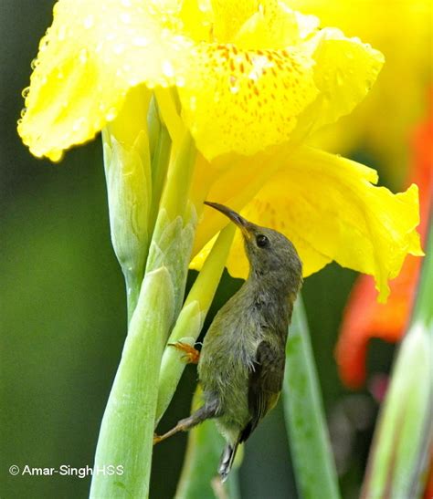 Black Throated Sunbird Nectar Sources Bird Ecology Study Group