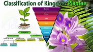Classification of Kingdom plantae - YouTube