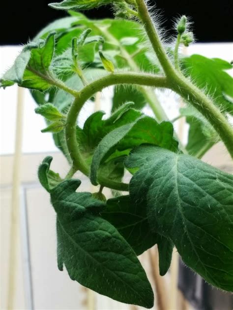 Tomato Plant Leaves Curling Up And Dying I Have 3 Tomato Plants Which