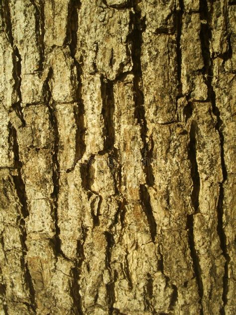 Textura Del Tronco De árbol Foto De Archivo Imagen De Fondo Mango