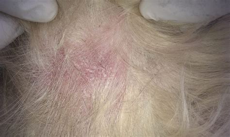 Dermatitis En Perros Información Básica Sobre La Dermatitis