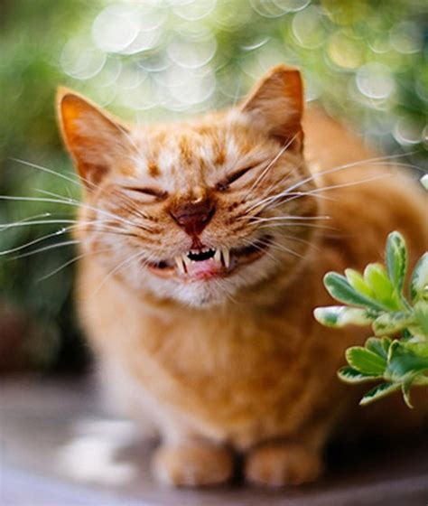 20 Smiling Cats That Will Melt Your Socks Offtoo Adorable Purrtacular