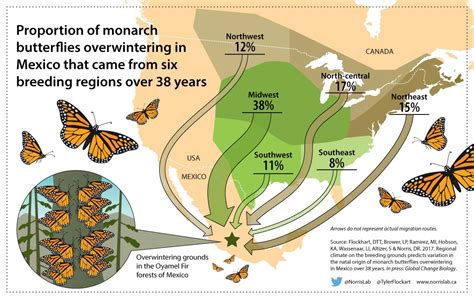 Where The Monarchs Come From Guelph News